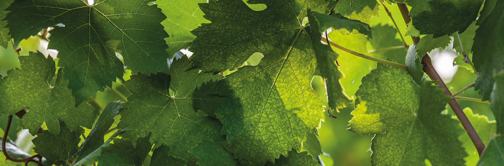 leaf_vine_sustainability_rating_esg_cerved