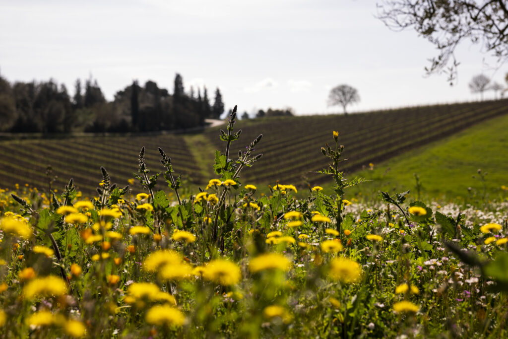 Podere Collupino