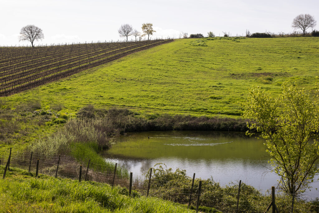 Podere Collupino