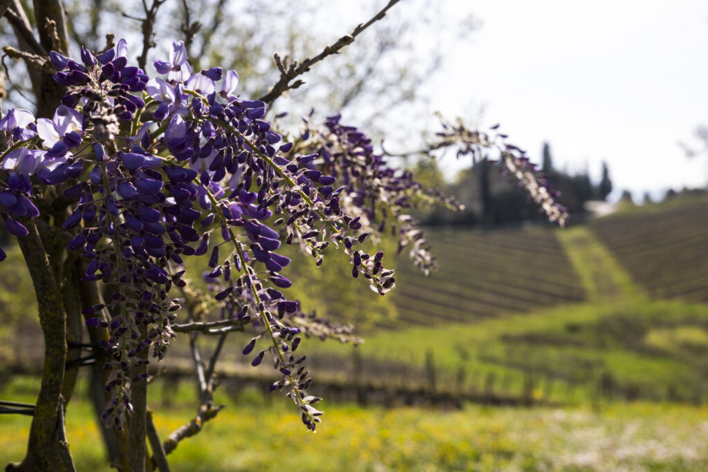 Podere Collupino