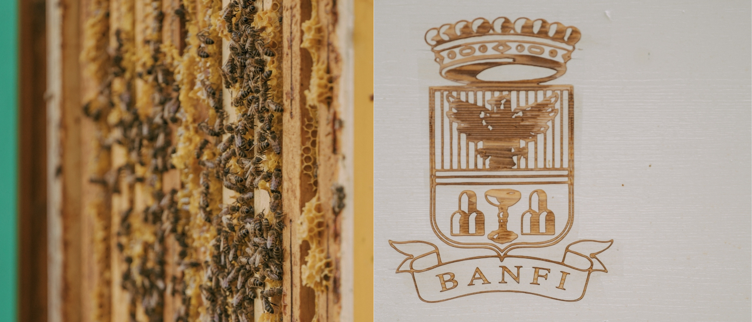 World Bee Day: Banfi Api Copertina
